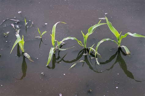 Us Farmers Face Historic Delays From Flooded Fields Amid Trump Tariffs Abc News