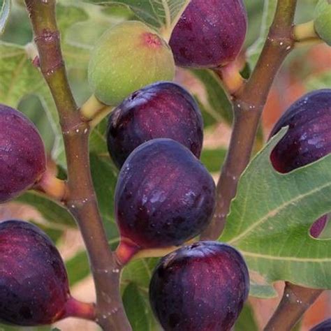 Rouge De Bordeaux Fig Fruit Plant Vivai Nannini Production