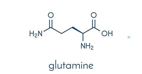 Glutamin Nedir?