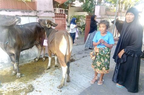 Mengejutkan Pemulung Di Mataram Ini Berkurban Ekor Sapi Gaya Hidup