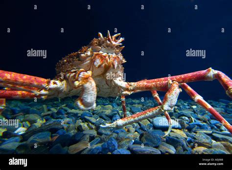 Cangrejos Araña Japoneses Fotografías E Imágenes De Alta Resolución Alamy