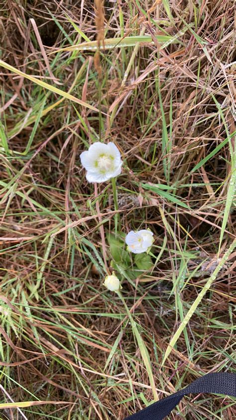 Marsh Grass Of Parnassus From Scarborough On August At