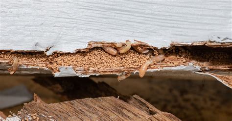 How To Spot A Termite Infestation And What To Do Next