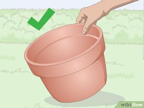 How To Plant Lavender In Pots Steps With Pictures Wikihow