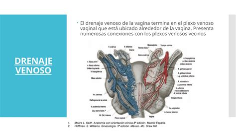 GINECOLOGIA ANATOMIA DE UTERO Y VAGINA Pptx
