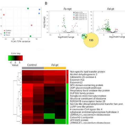 Rnaseq Results For Cultivar Ct1 A Principal Component Analysis Pca Download Scientific