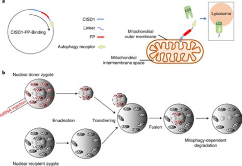 Medsci Cn