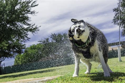 How to Groom a Siberian Husky at home - The Definitive Guide