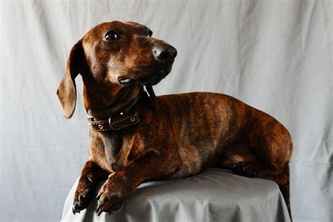 Brindle Dachshund: Everything About The Breed And Its Colors