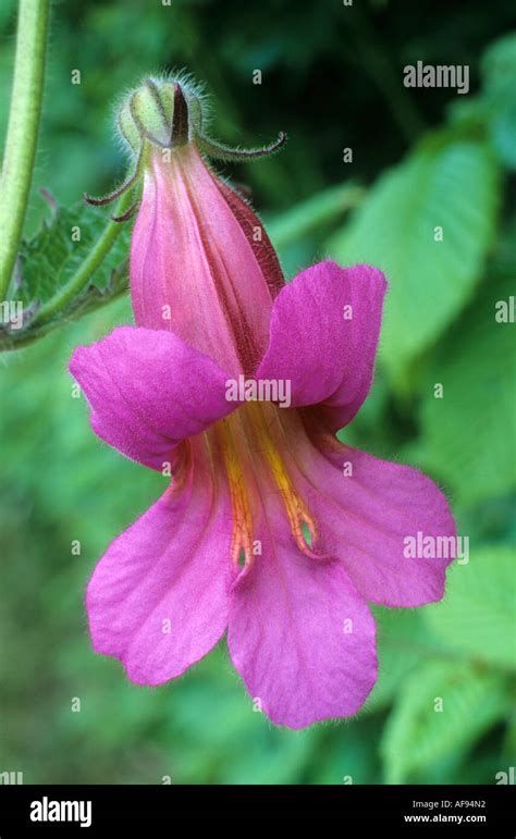 Chinese Foxglove Hi Res Stock Photography And Images Alamy