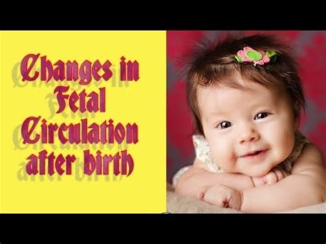 Changes In Fetal Circulation After Birth YouTube