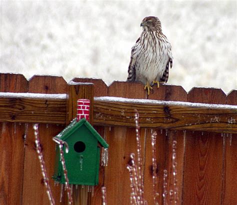 Cooper's Hawk Free Photo Download | FreeImages