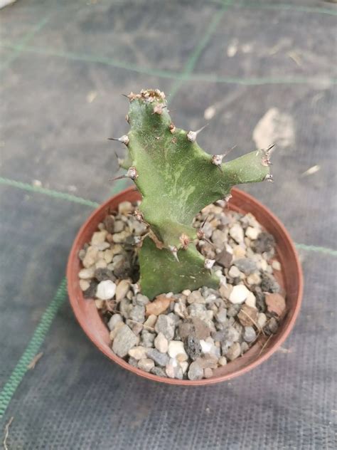 Euphorbia Tortilis Siracactus Euphorbiacee Online Sicilia