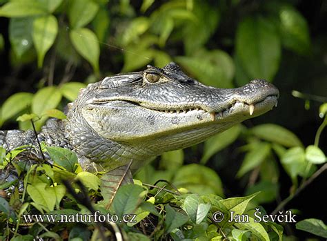 Spectacled Caiman Photos, Spectacled Caiman Images, Nature Wildlife ...