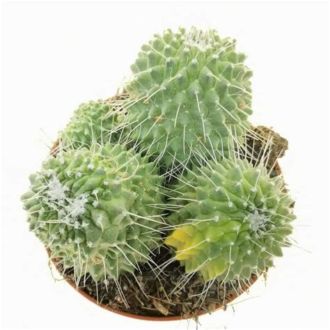 Mammillaria Spinosissima Cv Un Pico F Variegata Cm Cactaceae