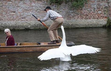 Fait Moi Un Cygne Photos Droles