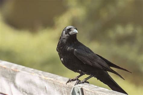 Carrion Crow | Corvus corone | Black Bird | Diet | Fun Facts