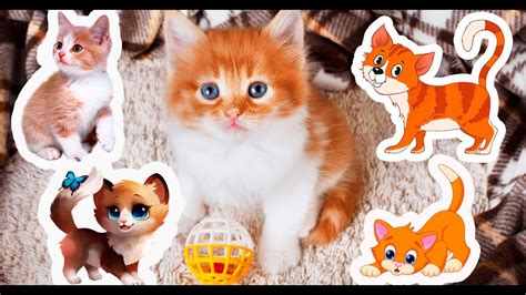 Видео с котиками / миленькие котята / love cats / cute cats / пушистики ...