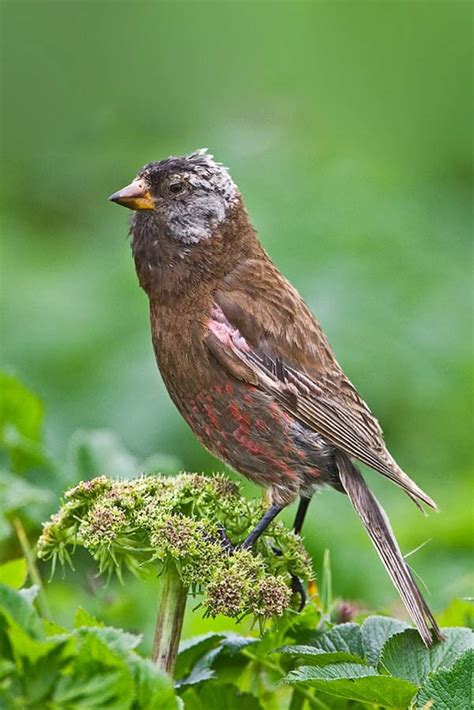Gray-crowned Rosy-Finch | Leucosticte tephrocotis | Bird