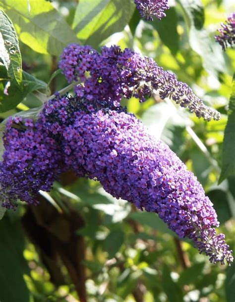 Buddleia | Buddleia plant, Plants, Trees to plant