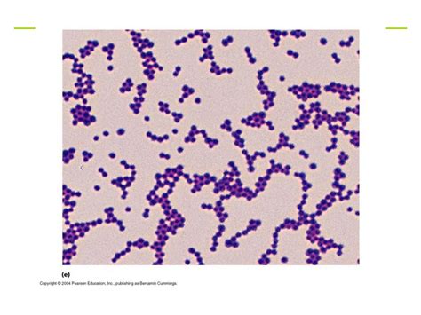 Pathogenic Gram Positive Cocci Staphylococci Ppt Download