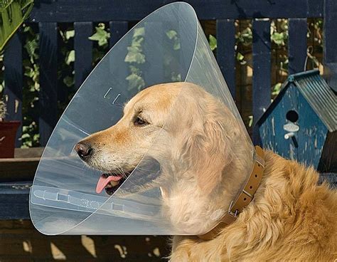 Зачем собакам одевают послеоперационные воротники: как сделать такой конус