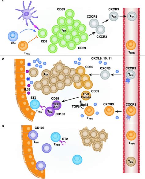 Development Of Trm Cells And Interplay With Treg Cells Cd T Cells Are