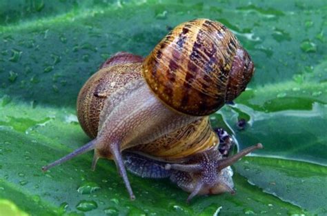 Free Picture Snail Slow Gastropod Invertebrate Shellfish Slug