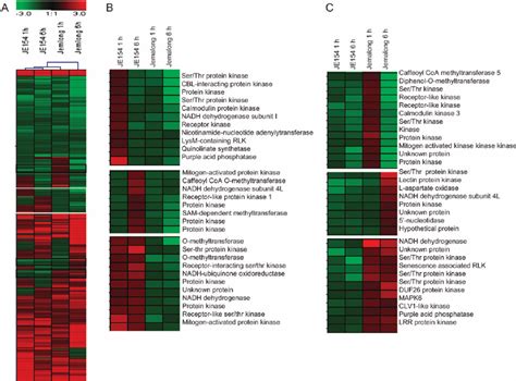 Genes Associated With Nicotinate And Nicotinamide Metabolism In M