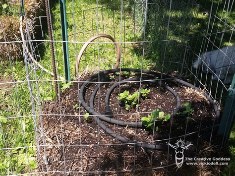 Growing Potatoes In Straw • Vicki O'Dell