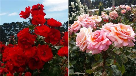 Rose Flower Garden Photos | Best Flower Site