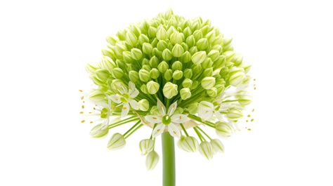 Allium Isolated On A Transparent Background 47814109 PNG