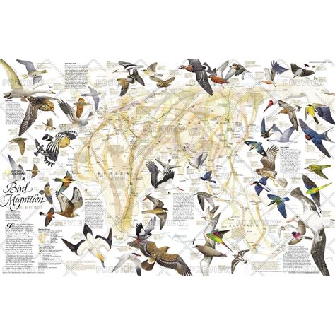 Bird Migration Eastern Hemisphere - Published 2004 by National ...