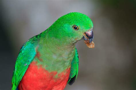 Australian King Parrot 25924717 Stock Photo at Vecteezy