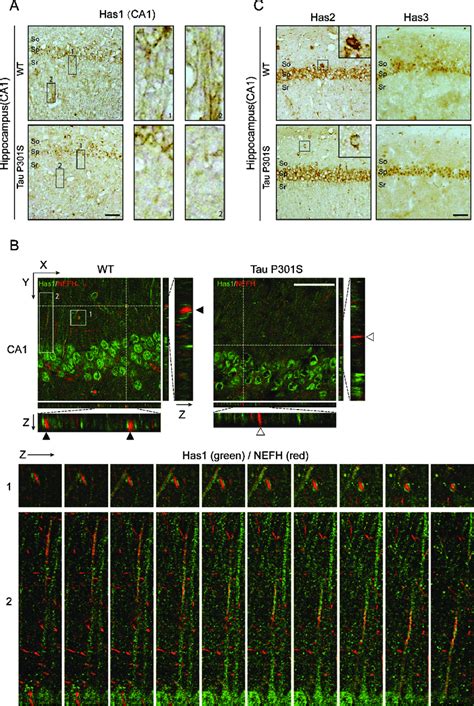 Tau P S Expression Inhibits The Axonal Localization Of Has In