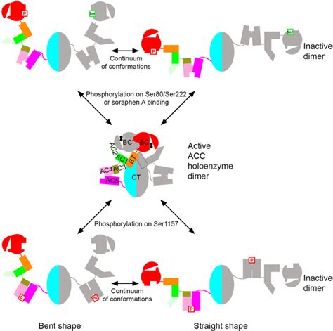 Acetyl Coa Carboxylase Structure