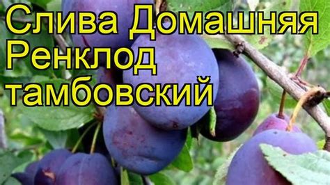 Слива домашняя Ренклод тамбовский. Краткий обзор, описание ...