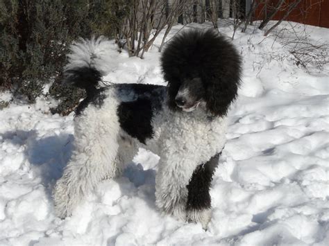 Anybody own a parti poodle? - Poodle Forum - Standard Poodle, Toy ...