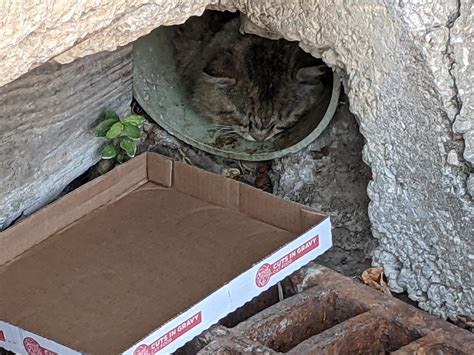 Update On The Stray Tight Pussy Got Him A Box He S Eating The Treats And Hisses Are At A