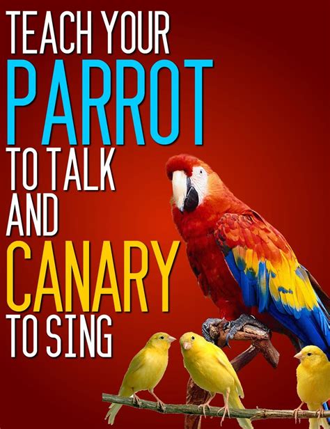 Amazon Teach Your Parrot To Talk And Canary To Sing Ebook Parrot