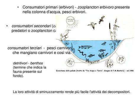 Ppt Ecologia Dal Greco Oikos Casa E Logos Discorso Trattazione