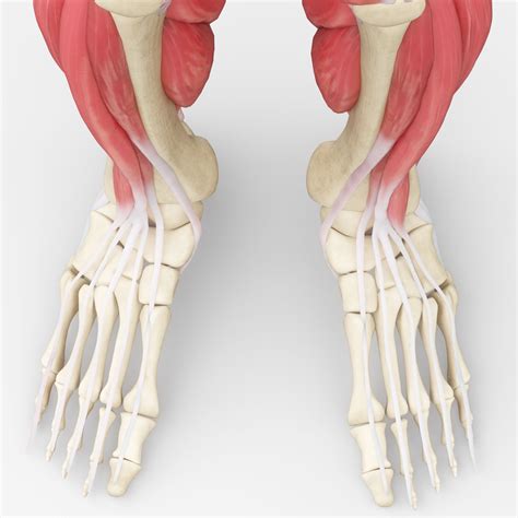 Emberi Lábak Izom Csont Anatómia 3D s modell