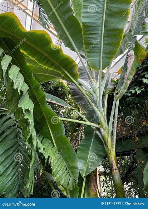 plants growing  botanical garden stock image image