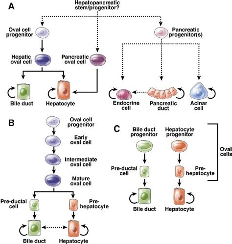 Progenitor Lineage Relationships In Adult Liver And Pancreas A