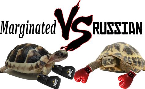 Marginated VS Russian Tortoise [2022 Ultimate Comparison Table]