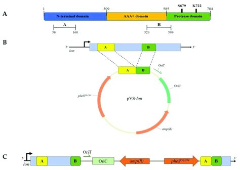 Construction Of Krpl Lon Mutant Strain A Domain Organization Of Lon