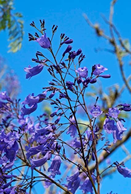 Flores de jacarandá azuis na árvore Foto Premium