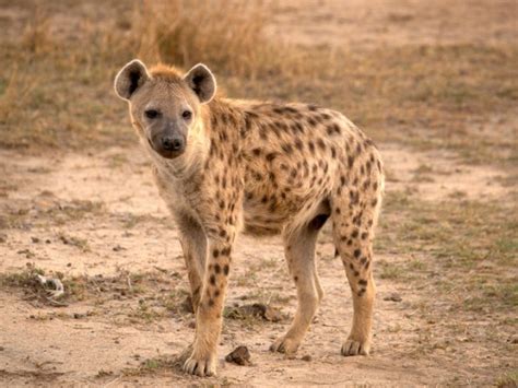 Hyenas | Wild Animal Facts & Photographs | The Wildlife