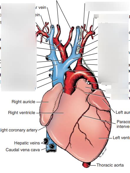 Arteries Cranial To The Heart Diagram Quizlet