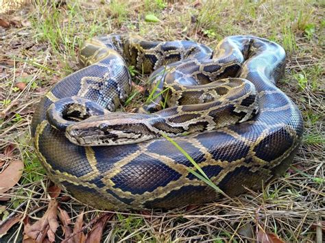 Invasive Burmese Pythons in the Everglades! | Burmese python ...